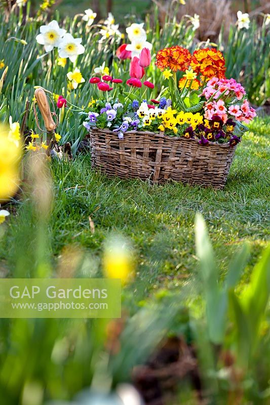 Panier rempli de plantes annuelles colorées en fleurs, en attente de plantation, à côté de Narcisse - parterre de fleurs de jonquille
