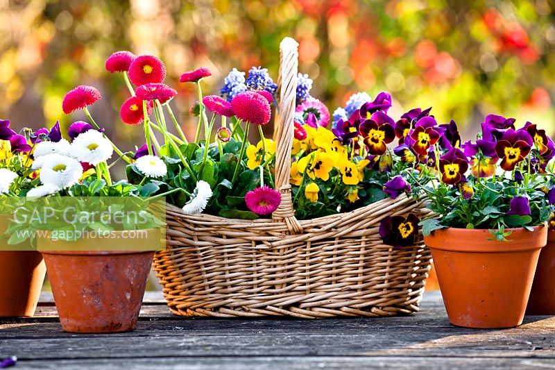 Arrangement floral dans un panier avec Bellis, Viola - Pansy et Grape Hyacinth, petits pots d'annuelles à proximité