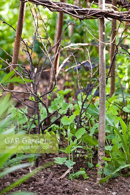 Pisum sativum 'Blauwschokker' - Pois - plants qui poussent sur des supports végétaux, des bâtonnets de pois et des wigwam