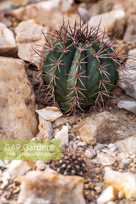 Melocactus azureus - Turk's Cap Cactus - poussant parmi les pierres