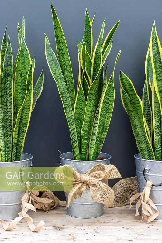 Pots en métal galvanisé avec des rubans de jute plantés de Sansevieria trifasciata 'Laurentii'