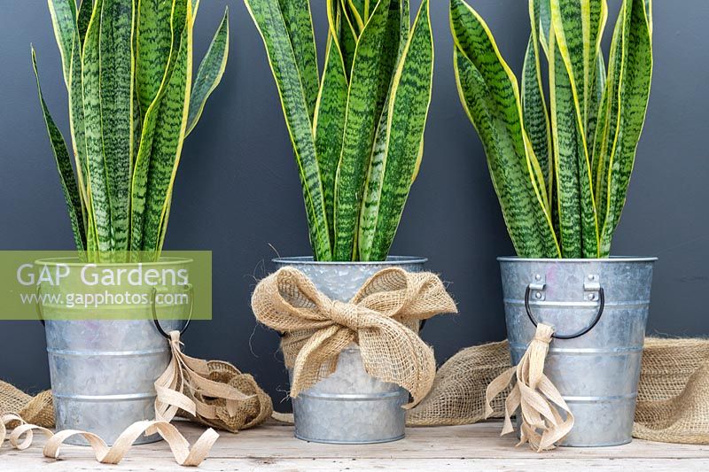 Pots en métal galvanisé avec des rubans de jute plantés de Sansevieria trifasciata 'Laurentii'