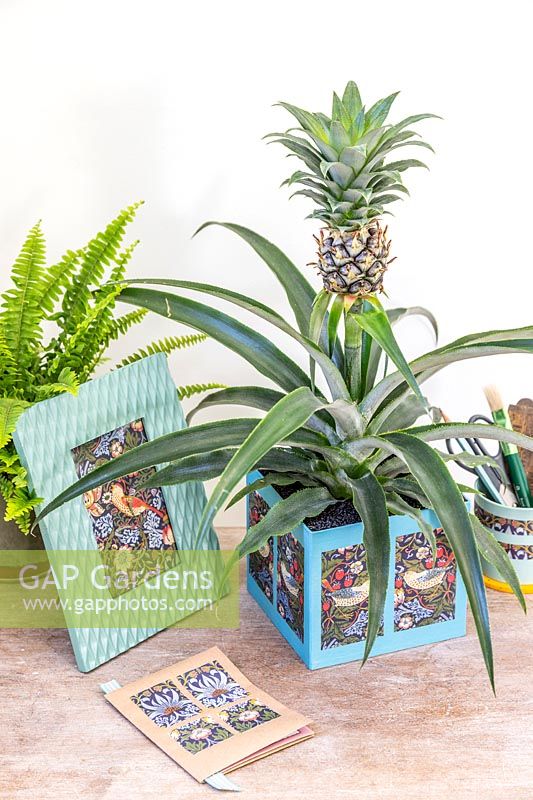 Cache-pot en carton décoré de papier d'emballage et planté d'Ananas nanus - Ananas sur bureau avec d'autres objets artisanaux