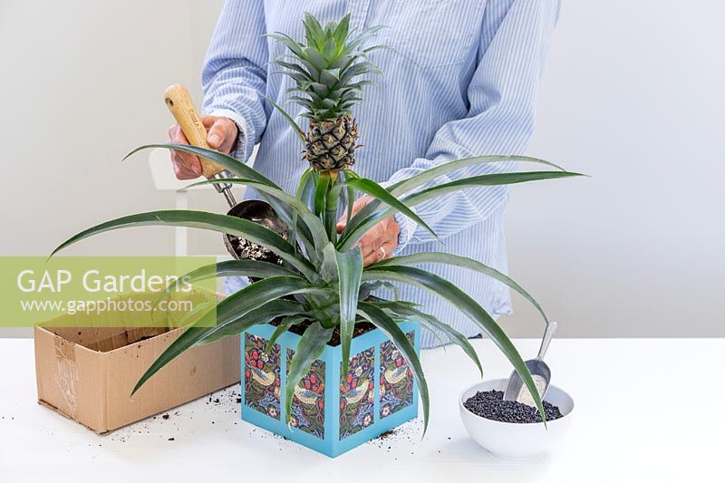 Femme à l'aide d'une pelle en métal pour remblayer autour de plantés Ananas nanus - Ananas dans un pot en carton décoré