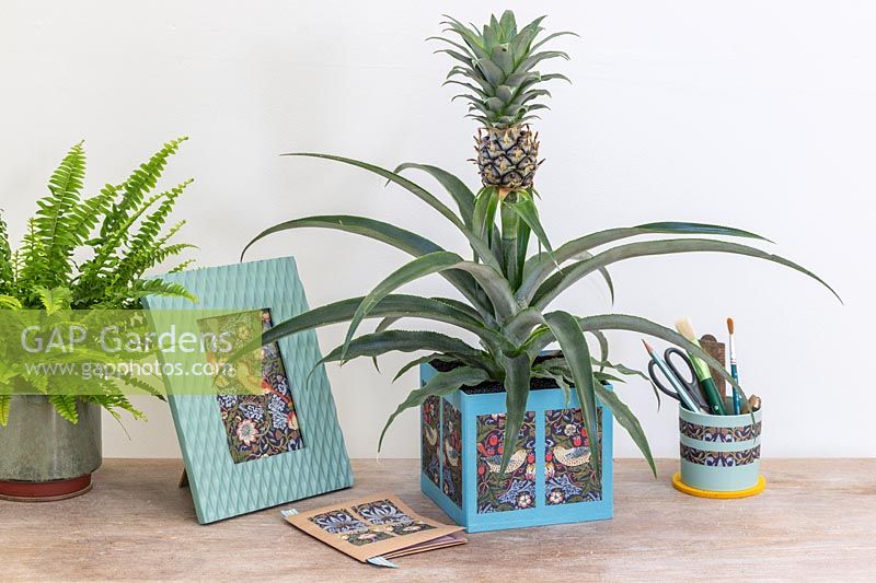 Jardinière en carton décoré de papier d'emballage et planté d'Ananas nanus - Ananas sur bureau avec divers objets artisanaux