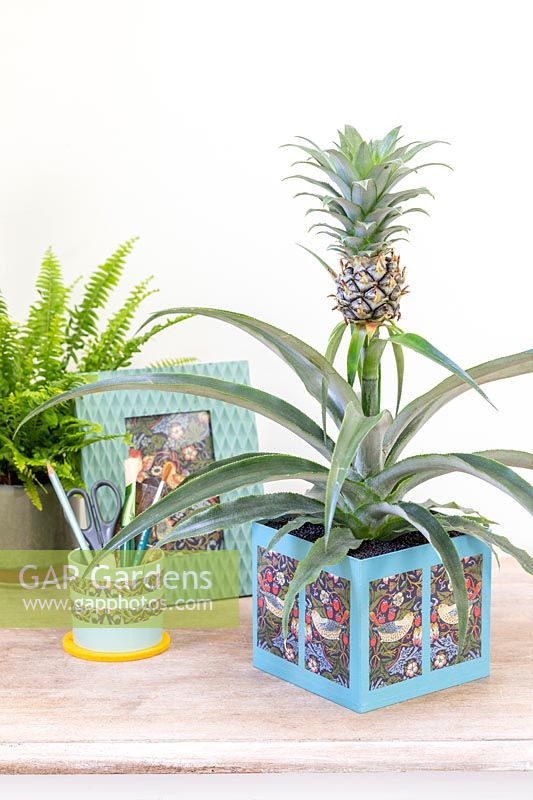 Jardinière en carton décoré de papier d'emballage et planté d'Ananas nanus - Ananas sur bureau avec divers objets artisanaux