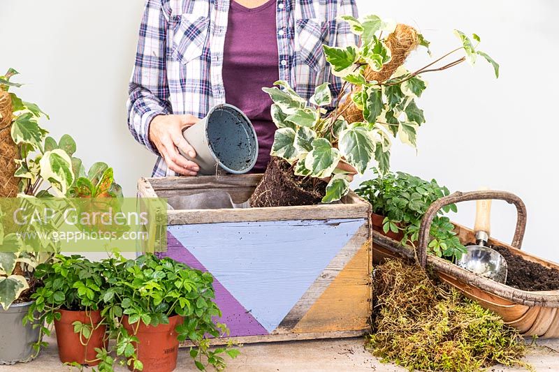 Woman planting Hedera canariensis de Marengo en jardinière décorée en bois