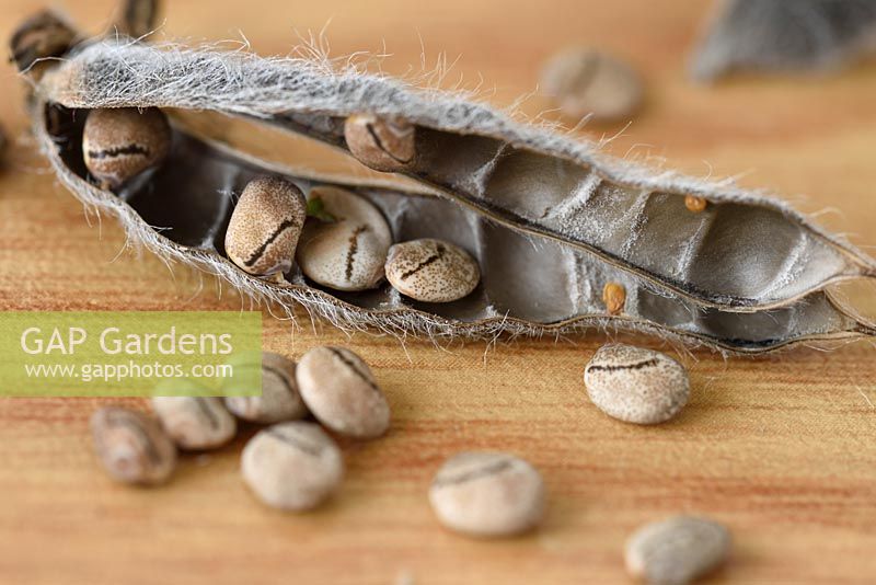 Lupinus 'Avalune Mixed' - Lupin annuel - gousses séchées collectées pour la semence