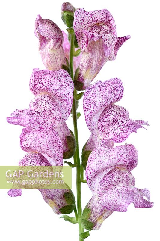 Antirrhinum majus 'Purple Twist' - Snapdragon - fleurs blanches avec des marques variables
