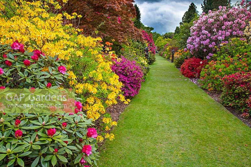 Azalées et rhododendrons Stody Lodge Gardens, Norfolk