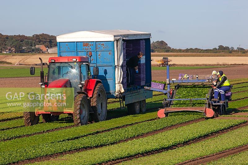 Récolte commerciale d'épinards - Bacton, Norfolk - septembre