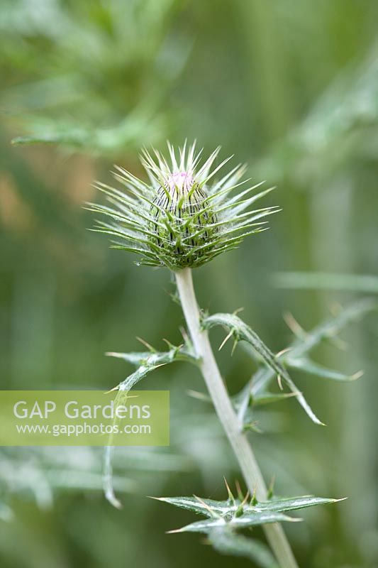 Bourgeon de Galactites tomentosa - Chardon-Marie