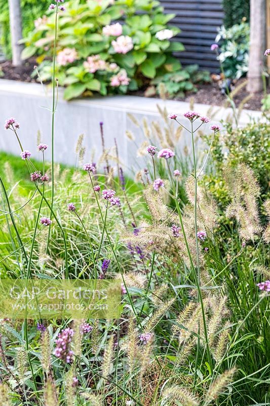 Parterre de fleurs avec Verbena bonariensis et Pennisetum