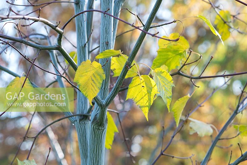 Acer davidii Viper 'Mindavi' - Feuillage des arbres de l'érable du Père David 'Viper' en automne