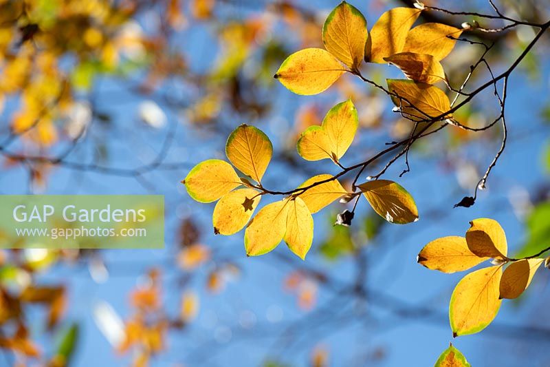 Stewartia pseudocamellia - Feuillage de camélia à feuilles caduques en automne