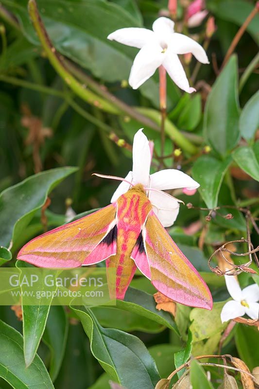Deilephila elpenor - Elephant Hawk Moth sur fleurs de jasmin