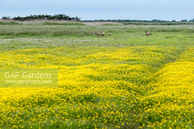 Cotula coronopifolia - Buttonweeds et oies égyptiennes sur le marais de pâturage de Norfolk