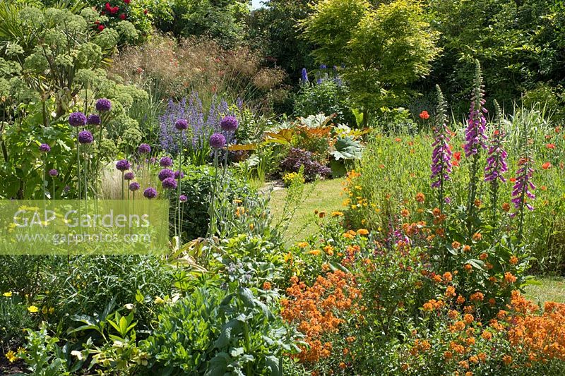 Jardin arrière coloré avec parterres mixtes comprenant Allium gigantum, Foxglove, Angelica, Erisyium, Poppy, Oat Grass et Acer palmatum 'Sango-kaku'