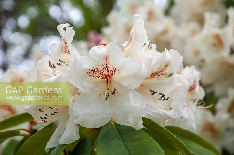 Rhododendron 'Maharani'