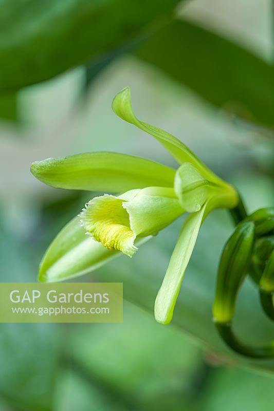 Vanilla planifolia - Orchidée vanille à feuilles plates