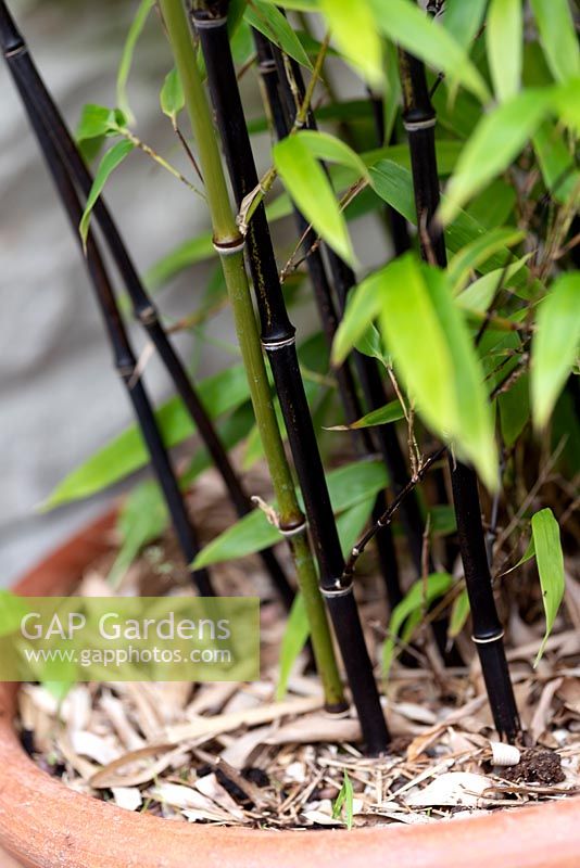 Phyllostachys nigra - Bambou noir