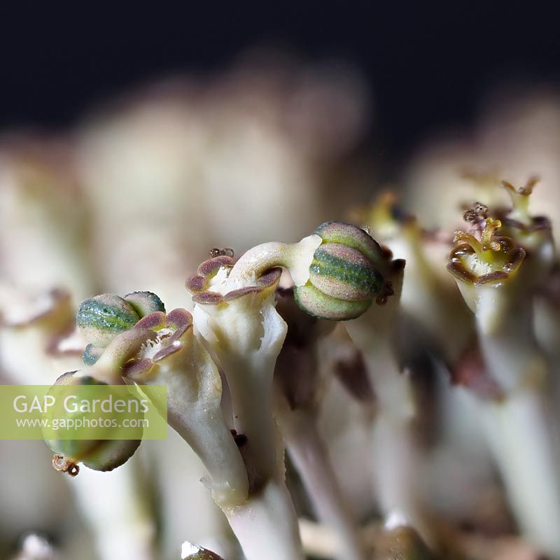 Gélules de graines d'Euphorbia gymnocaliciodes
