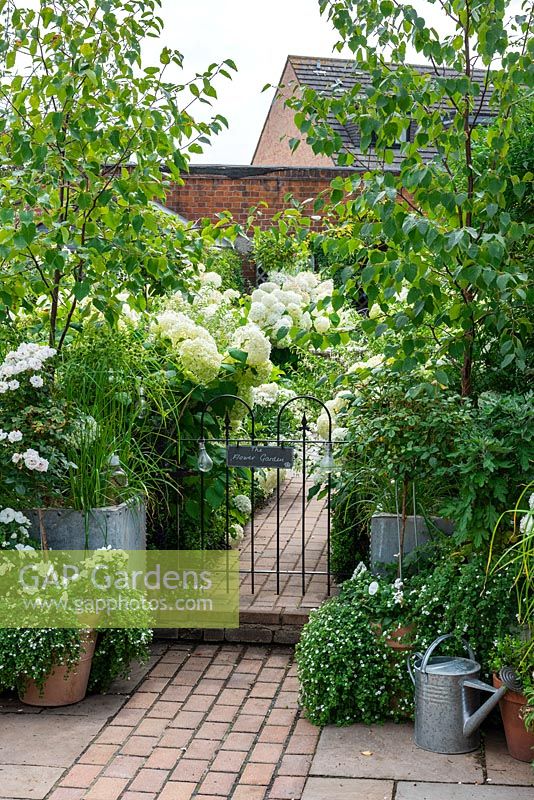 Pots de roses avec bacopa et porte flanc de bouleaux argentés, menant à un jardin à thème blanc planté d'hydrangea arborescens blanc 'Annabelle', marguerites shasta et Fuchsia 'Hawkshead '.