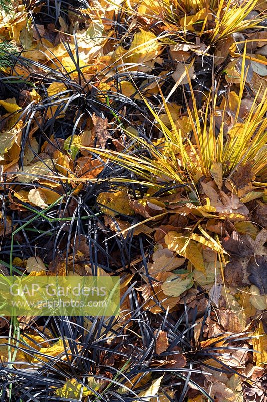 Libertia ixioides 'Goldfinger ' et Ophiopogon planiscapus' Nigrescens '- Iris chilien' Goldfinger 'et lilyturf noir