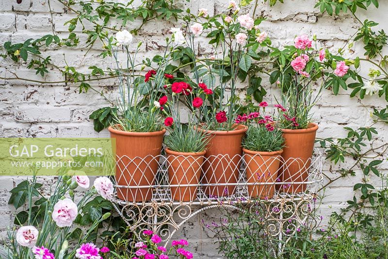 Collection de dianthus parfumés - Roses en pots en terre cuite avec jardinère