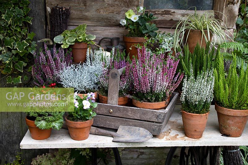 Plantes d'automne, y compris les bourgeons à fleurs Callunas, Hellébore, Calocephalus, Brassica ornementale, Gaultheria, Viola et Hedera.