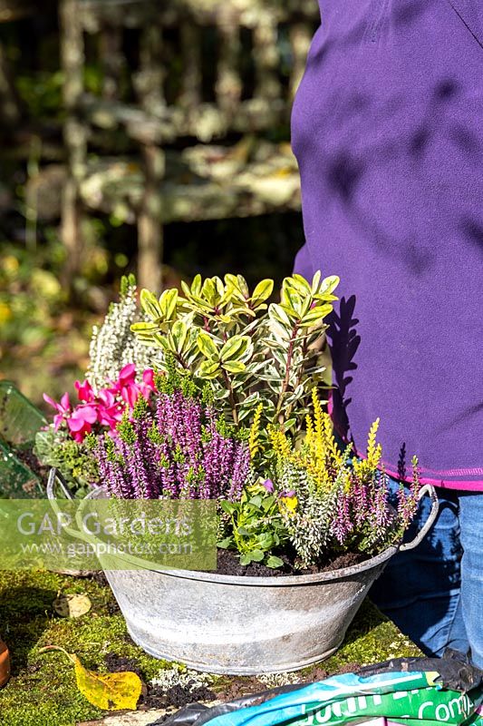 Personne plantant un petit pot galvanisé vintage avec des plantes d'intérêt d'automne.