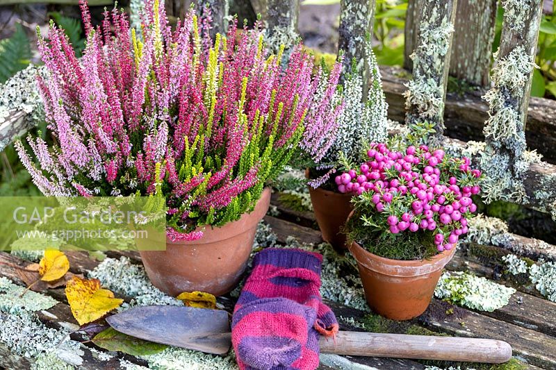 Bruyère à fleurs en pot - Calluna vulgaris affichée sur un banc couvert de lichens avec d'autres plantes de saison et des outils de jardin.