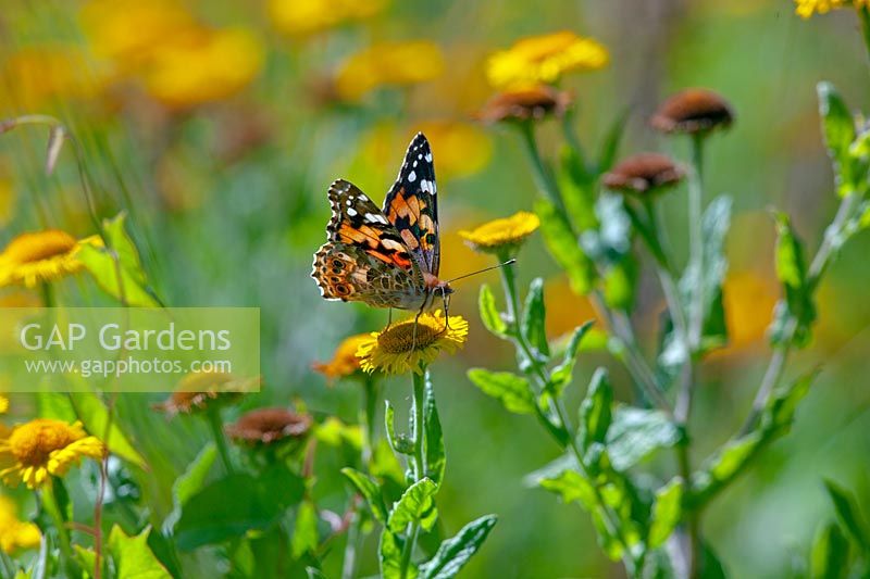 Vanessa cardui - Painted Lady Butterfly - se nourrissant de fleur de Pulicaria dysenterica - Vergerette commune