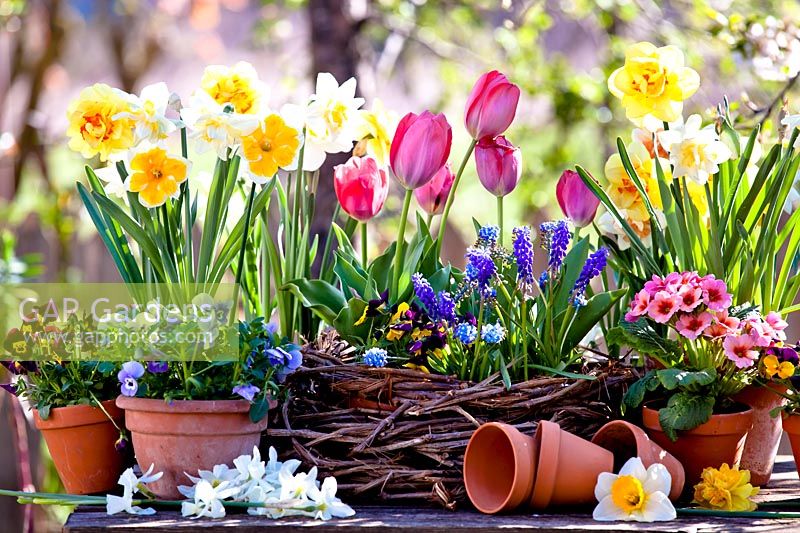 Fleurs de printemps affichées dans des pots sur la table - jonquilles, tulipes, pensées, primevères et jacinthes de raisin.
