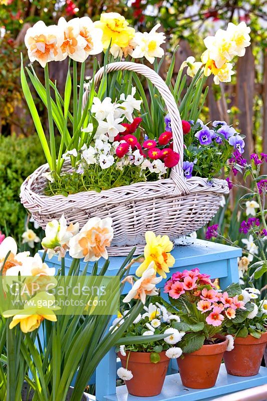 Fleurs de printemps affichées dans des pots sur échelle: jonquilles, pensées, primevères et bellis.