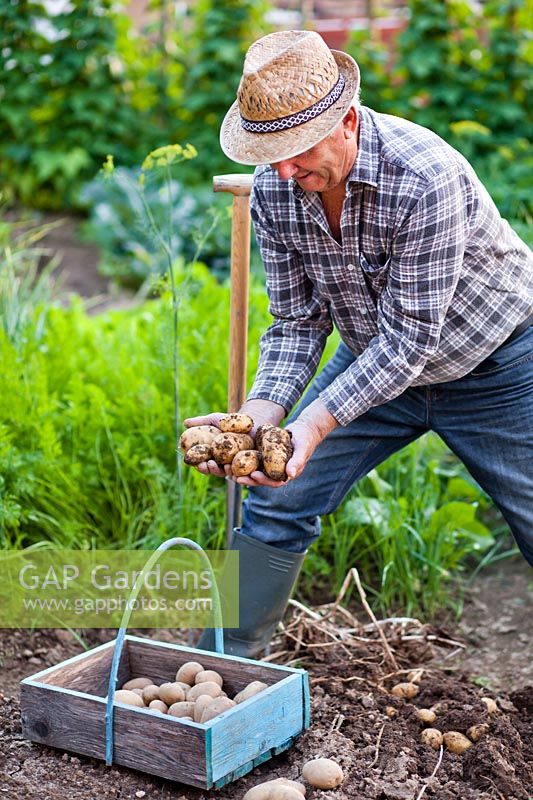 Homme déterrant les pommes de terre.