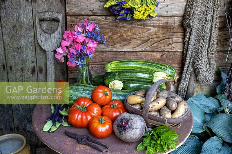 Légumes d'été dans un cadre rustique. Courgettes, tomates boeuf, menthe, haricots verts grimpants, pommes de terre Inca Gold, statice, pois de senteur, betterave Boltardy.
