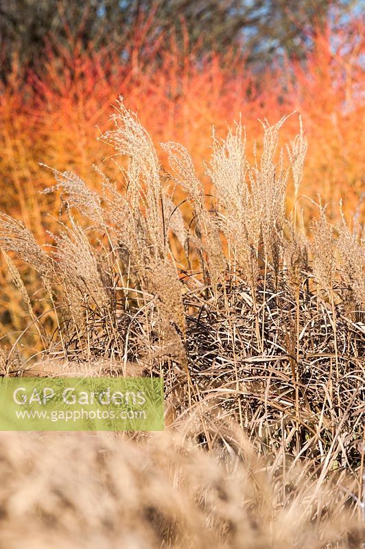 Miscanthus 'Ondine' - syn. eulalia 'Undine' - avec Cornus sanguinea en arrière-plan