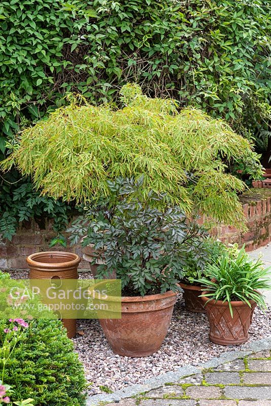 Groupe de plantes en pots: Acer dissectum 'Viride' - érable japonais, agapanthe et dahlia