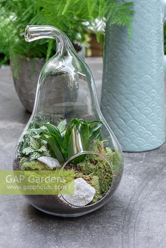 Un terrarium en verre en forme de poire planté de petites plantes à feuillage