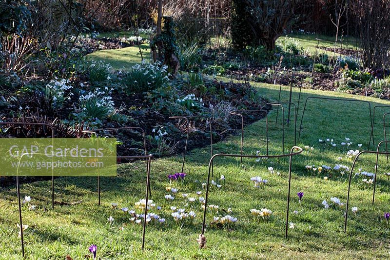 Pelouse entre parterres plantés de Galanthus nivalis - perce-neige. Les crocus émergents sont protégés de la circulation des visiteurs du jardin avec des supports de plantes en fer