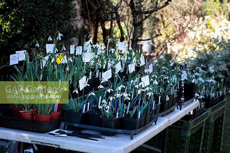 Pots de variétés nommées de Galanthus nivalis - Snowdrop - à vendre