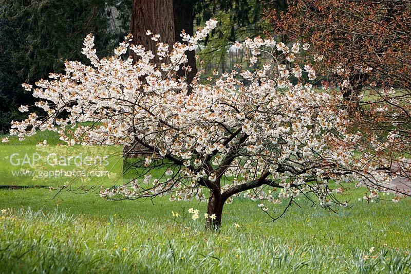 Prunus serrulata - Japanese Cherry Tree - spécimen dans l'herbe haute
