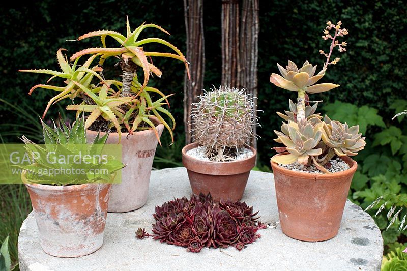 Aloès, Sempervivums, un Graptopetalum et un cactus disposés en pots sur une table extérieure