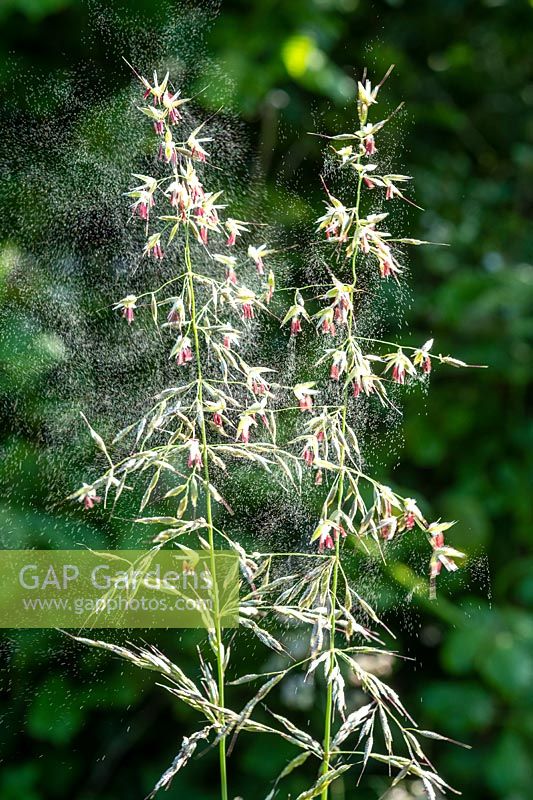 Arrhenatherum elatius - fausse herbe d'avoine libérant du pollen au début de l'été