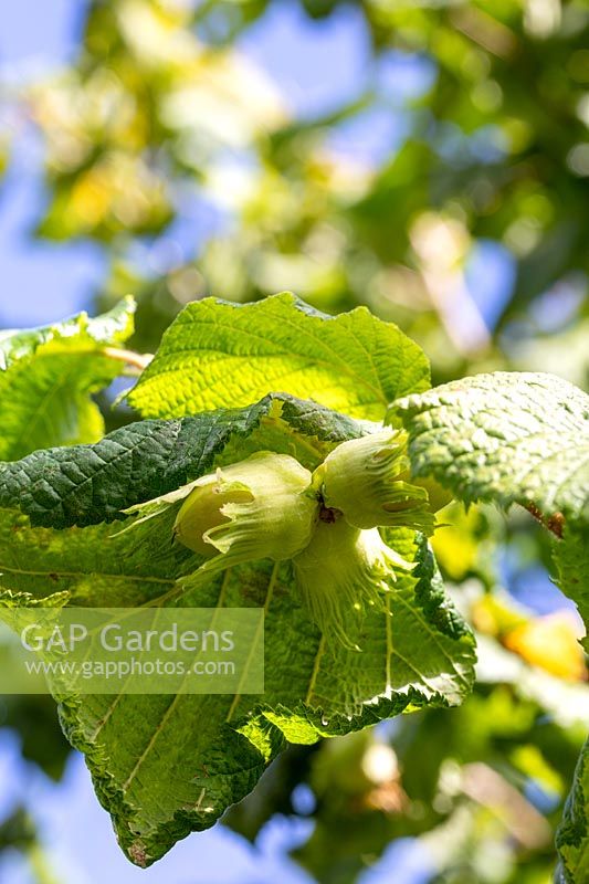 Corylus avellana 'Webb's Prize Cobb' - Tire-bouchon Hazel