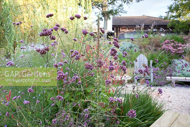 Verbena bonariensis en plantation de fin d'été. École primaire Sedlescombe, Sussex, Royaume-Uni.