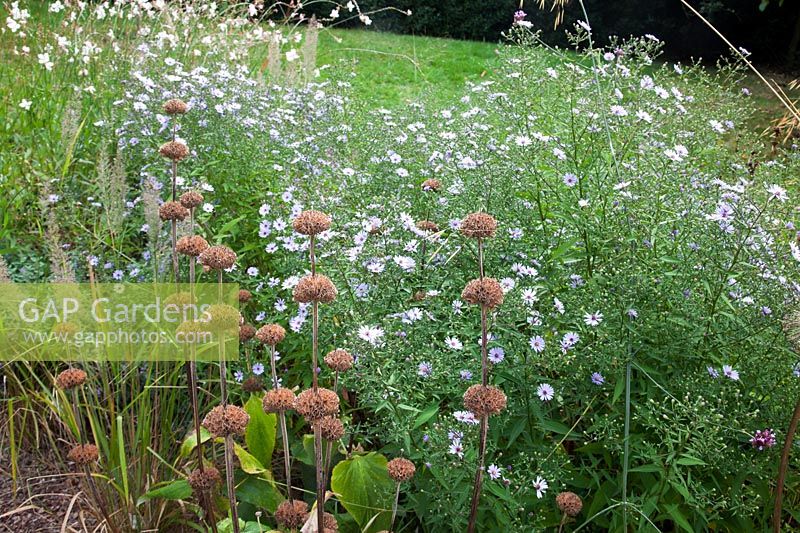 Têtes de semence Aster et Phlomis en parterre de fleurs à la fin de l'été. École primaire Sedlescombe, Sussex, Royaume-Uni.