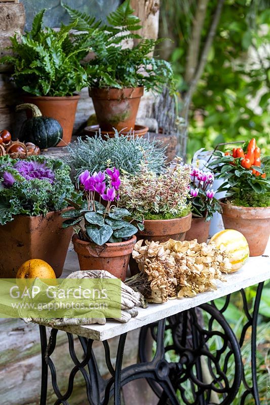 Pots en terre cuite de plantes d'intérêt d'automne assorties affichées sur une vieille table en marbre.