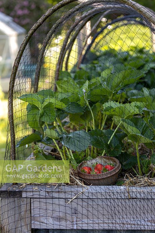 Couverture végétale sur un parterre de fleurs surélevé pour protéger la fraise 'Red Gauntlet', ligne de cerceaux soutenant le filet